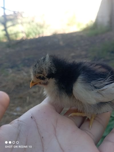 A young chick, predominantly black and white with yellow accents, is held in a person's palm. The chick's head is turned to the left, revealing its small beak and dark eye. Its fluffy feathers are clearly visible. The background is blurred, showing an outdoor environment with dry ground and some greenery, suggesting a rural or natural setting. The lower left corner of the image displays a watermark indicating it was "SHOT ON REDMI 10." The scene does not provide any specific details to link it to Taş-Kömür City, Kyrgyzstan.