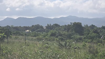 This media file captures a serene, layered landscape in Shimbi Mashariki, Tanzania. In the far background, hazy, rolling mountains stretch across the horizon beneath an overcast sky with soft, scattered clouds, creating a sense of depth and distance.
The midground is dominated by a dense, verdant canopy of trees and lush foliage, forming a continuous forest line. Nestled within this greenery, a solitary house is partially visible. It features a distinct light-colored roof, possibly white or a pale terracotta, and white walls, contrasting subtly with the surrounding dark green leaves.
The foreground is a wild, overgrown field of tall grasses and various plants, some with feathery seed heads swaying gently, suggesting movement. A prominent spiky plant, possibly an agave or a similar succulent, stands out on the right side of the foreground. Faint vertical elements, likely wooden fence posts, are also discernible amidst the dense vegetation.
No people or specific activities are depicted, contributing to the tranquil and untouched feel of the scene. The lighting is soft and diffuse, indicating daylight under a cloudy sky or through a slight atmospheric haze. The overall impression is one of peaceful rural nature, with a single human dwelling integrated into the extensive green environment. There is no visible text in the image.