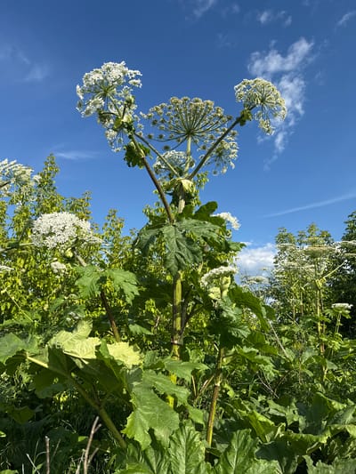The image shows a low-angle view of giant hogweed plants against a bright blue sky with scattered white clouds. The plants are characterized by their large, umbrella-shaped white flower clusters and massive, deeply lobed green leaves. The stems are thick and appear to be ribbed with reddish-purple splotches. The sun is shining brightly, suggesting it is a clear day, likely during daylight hours. The scene is outdoors, possibly in a rural or natural setting given the abundance of vegetation and the clear sky. There are no people or animals visible in the image. The orientation of the photo is rotated 90 degrees counter-clockwise. The scene evokes a sense of natural growth and a sunny summer day. There is no visible text in the image.