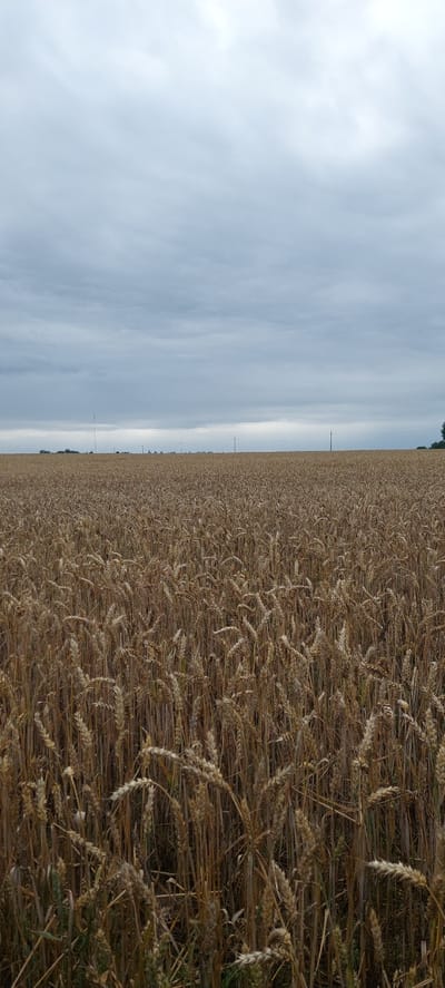 The image depicts a vast field of ripe wheat under a cloudy sky. The wheat stalks are golden brown and stand tall, filling the foreground and extending into the distance. The horizon is low, with a flat line of distant trees and utility poles visible against the subdued sky. The sky is overcast with thick, gray clouds that dominate the upper portion of the image. No people or animals are visible. The scene is an agricultural landscape, likely in or around the city of Ragainė, Lithuania, given the context.