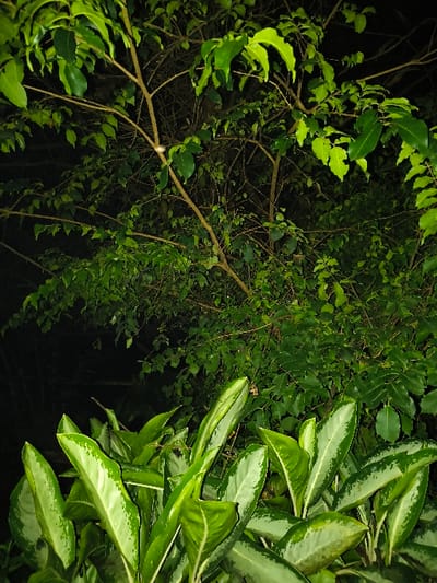 This image depicts a dense cluster of foliage in the city of Tarqumiyah, Palestinian Territory, captured in low-light conditions, likely at night. The foreground features broad, glossy green leaves with lighter green and whitish variegation, positioned centrally and extending across the bottom half of the frame. Immediately behind these, and filling the upper half of the image, is a network of thin, light brown tree branches adorned with numerous smaller, uniformly green leaves, creating a layered canopy. A small, ovoid, light-colored object, approximately 1-2 centimeters in length, is visible on one of the thinner branches in the upper-left quadrant. The background is uniformly dark, indicating a lack of ambient light beyond the illuminated foliage. No human figures or discernible structures are present.