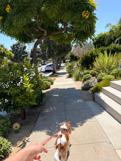 The image depicts a sun-drenched sidewalk scene in Santa Monica, California. A person's hand holds a red leash attached to a Cavalier King Charles Spaniel, which is walking ahead on the sidewalk. The dog has a tri-color coat of brown, white, and tan. The sidewalk is paved with concrete squares and shaded by the foliage of mature trees lining the street.

To the left of the sidewalk, a small, green sign with a yellow circle and a red prohibition symbol indicates "NO SOOP AND PEE BE RESPECTFUL." Adjacent to the sign is a lush green bush. Further left, a young tree with vibrant green leaves is visible, and beyond that, a row of parked cars and other trees line the street.

To the right of the sidewalk, a well-maintained garden features a variety of plants, including tall agave plants with spiky, variegated leaves, ornamental grasses, and smaller green bushes. A set of light-colored concrete stairs leads up from the sidewalk to a property. The sky above is a clear, bright blue. The overall impression is one of a pleasant, sunny day in a residential area of Santa Monica.