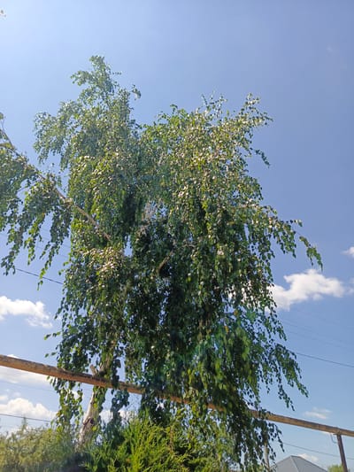 The image shows a tall birch tree with green leaves against a clear blue sky with a few white clouds. A rusty metal pipe runs horizontally across the lower part of the frame, in front of the tree. Below the pipe, green bushes and trees are visible, and a roof of a house can be seen in the far background. The scene appears to be in the city of Staronizhestebliyevskaya, Russia, likely outdoors in a residential or garden area, under bright daylight.