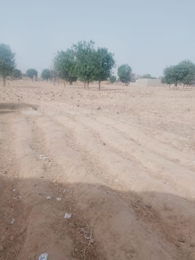 The scene depicts an open, arid landscape located in Kanwa, Nigeria. The foreground consists of dry, reddish-brown sandy soil with multiple parallel linear indentations, suggestive of tracks or pathways, extending diagonally from the lower left to the mid-right. Scattered on the ground are dry plant debris, twigs, and small pieces of white litter. A partial, dark shadow is cast across the bottom third of the frame.
In the midground, a line of approximately eight trees with green foliage is visible, interspersed with some bare or sparsely vegetated trees. Beyond these trees, several low-lying, rectangular structures made of light-colored material, likely mud brick or concrete, are partially discernible, with one structure prominent to the right of the image center. The background features a continuation of sparse tree cover under a pale, hazy blue sky. No individuals, animals, specific actions, or interactions are observable.