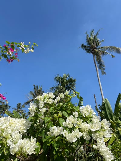 The image, taken from a low angle, shows a vibrant blue sky in Cemagi, Indonesia. Palm trees are visible against the sky, with one extending diagonally across the frame. To the right, a cluster of white bougainvillea flowers cascades from a green leafy plant. At the bottom left corner, another bougainvillea plant with pink and white flowers can be seen. The composition is dominated by the clear sky, highlighting the tropical vegetation.