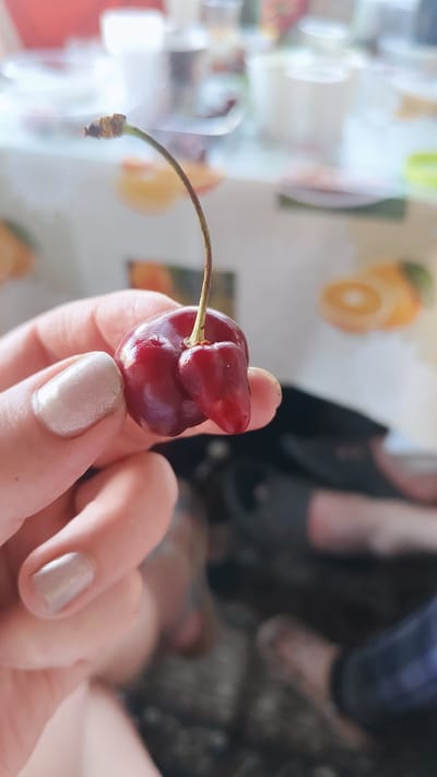 The image presents a close-up view of a human hand holding a distinctively malformed dark red cherry, set in an indoor environment within Minino Stantsiya, Russia.
The primary subject is a single cherry characterized by an unusual morphology, appearing as if two fruits are fused or one has a significant, elongated, secondary growth extending laterally from its main, more rounded body. The cherry is a deep reddish-purple hue and has a visibly glossy, possibly moist, surface. A slender, curved stem, transitioning from green near the cherry to a brownish shade further up, protrudes from the top.
A person's left hand, featuring light skin and short fingernails coated with a shimmery, light champagne or beige nail polish, gently holds the cherry. The thumb supports the main body of the fruit, while the index finger rests against the side near the abnormal growth.
The background is out of focus but reveals an indoor setting, likely a dining area. A light-colored table surface, possibly covered by a tablecloth with a subtle pattern suggestive of orange slices, is visible. Blurred objects such as white cups, plates, and a dark-colored container are present on the table. In the distant background, the lower torsos and legs of one or more individuals, dressed in dark clothing, are faintly discernible, indicating the presence of other people in the room.
