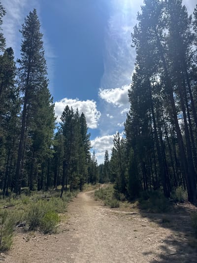 The image displays a sunlit unpaved dirt path winding through a dense coniferous forest, located within or immediately adjacent to Bend, Oregon, United States. The light brown path, appearing well-trodden, curves gently to the left and recedes into the background. It is flanked on both sides by tall, slender evergreen trees, predominantly Ponderosa Pines, which create a natural corridor and dense canopy. The undergrowth consists of sparse, dry grasses and green-grey shrubs. The sky above is bright blue with scattered white cumulus clouds and wispy cirrus formations. Direct sunlight, appearing from the upper right, illuminates the scene, indicating mid-day conditions. No human figures, animals, or artificial structures are visible.
