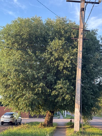 The image shows a wide, leafy tree casting a shadow on a concrete sidewalk and a road. To the right of the tree, a concrete utility pole stands with electrical wires attached. A beige sedan is parked on the left side of the road, partially under the tree's canopy. In the background, a brown wooden fence runs along the side of the road, and more utility poles are visible down the street. The sky is clear with a few wispy clouds. The scene appears to be a residential street in Petropavl, Kazakhstan, captured during daylight hours.