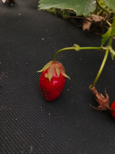 A single, ripe red strawberry is centered in the lower left of the frame, lying on a textured black surface. The strawberry is attached to a green stem that extends upwards and to the right, where it connects to other strawberry plant foliage and a dried, brown flower calyx. The black surface appears to be a fabric, possibly landscape fabric, with a repeating dot pattern. The background is out of focus and shows green leaves and dried plant matter. The scene is outdoors, likely in a garden or agricultural setting. The location in Savino, Russia is not discernible from the image itself.
