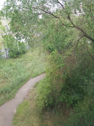 The media file depicts an outdoor scene under a cloudy sky, suggesting overcast weather. A winding, paved pathway cuts through a patch of overgrown green grass and vegetation. Lush trees with dense foliage dominate the foreground and mid-ground, with branches arching over the path and the grassy area. Some of these branches appear bare and dry, contrasting with the vibrant green leaves. The overall impression is one of a natural, somewhat wild landscape, possibly a park or a less-maintained urban area. The lighting is diffused, consistent with a cloudy day. There is no visible text in the image. The scene appears peaceful and perhaps a bit melancholic due to the overcast weather and the presence of the bare branches. The location context provided is Oral, Kazakhstan.