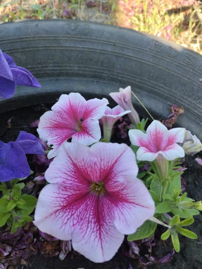 This is a close-up, eye-level, outdoor photograph of petunia flowers blooming in what appears to be a repurposed tire planter. The tire, likely from a vehicle, is dark gray and sits on dark soil. The petunias are a mix of vibrant purple and white with deep pink veining. Several flowers are in full bloom, with their petals fanned open, while others are buds or in various stages of wilting. The foreground is dominated by the large white and pink petunias, with the purple ones peeking out from the left side. The background is out of focus, showing dry grass and foliage, suggesting an outdoor setting, possibly in a garden or yard in Novoselivka, Ukraine. There are no people or animals visible in the image.