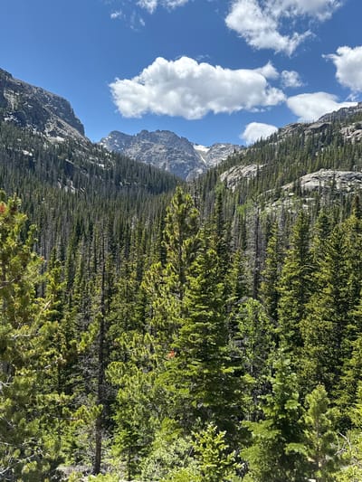 The image captures a scenic mountain landscape with a dense forest of evergreen trees in the foreground and midground, leading up to rugged, rocky mountain peaks under a bright blue sky with scattered white clouds. The trees are predominantly pine and fir, with varying shades of green, some appearing denser and darker, while others are lighter and sparser, with some dead trees visible interspersed. The mountains in the background are imposing and rocky, with patches of snow or lighter-colored rock visible on their slopes. The sky is a vibrant blue, with several fluffy white clouds adding depth and texture to the scene. The overall impression is one of a wild and natural environment, likely in a mountainous region. This scene is consistent with the geography of Allenspark, Colorado, which is situated in the Rocky Mountains.
