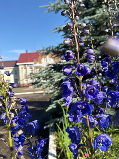 The image shows a close-up of blooming delphinium flowers in a garden setting. The flowers are a vibrant shade of blue and are clustered on tall stalks. Some of the buds are still closed, while others have fully opened, revealing their delicate petals. In the background, out-of-focus details suggest a residential area with buildings and trees, as well as a clear blue sky indicating a sunny day. The lighting suggests it is daytime, likely mid-morning or afternoon, given the bright sunlight casting shadows. The overall mood is serene and natural, highlighting the beauty of the flowers and their environment. There is no visible text in the image.