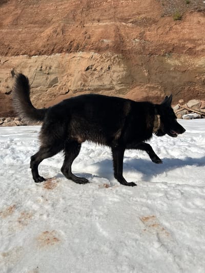 A black dog with a collar stands on snow near a dirt embankment. There are some brown stains visible on the snow. The location is Berkuty, Russia.