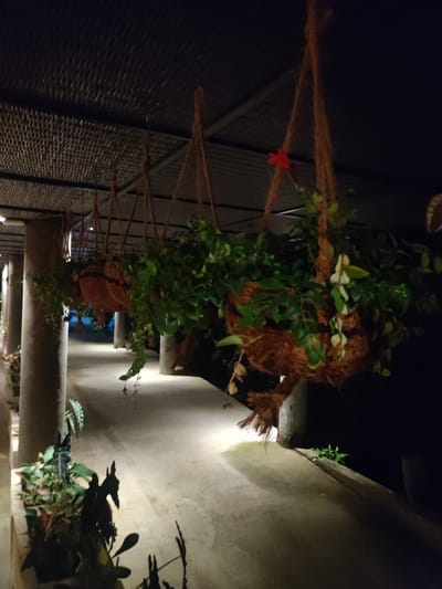 The image displays a dimly lit outdoor walkway or corridor at night, located in Mas, Indonesia. A light-colored, possibly concrete or stone pathway is illuminated by spotlights, creating distinct pools of light and shadow extending into the background. On the left, a series of thick, cylindrical pillars, likely concrete, support an overhead structure featuring a dark, textured ceiling, possibly made of woven material or lattice.
Multiple hanging planters, crafted from fibrous, coir-like material and suspended by thick ropes, are prominent in the foreground and midground, containing lush green foliage. One prominent planter, positioned to the right of center, displays a single red artificial flower or ribbon amidst its leaves. Smaller plants are visible along the base of the pillars and at the edge of the walkway. The overall environment is one of an illuminated, plant-decorated passageway after dark. The scene is devoid of human presence or activity.