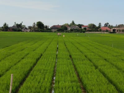 The image depicts a vibrant green rice paddy field in Blangbitra, Indonesia, under a clear, pale blue sky. The rice plants are arranged in neat, parallel rows, with narrow irrigation channels of water running between them. Several buildings and trees dot the distant horizon, giving context to the agricultural scene. In the middle distance, there is a simple cart with two pink flags. In the foreground, there is a wooden post.