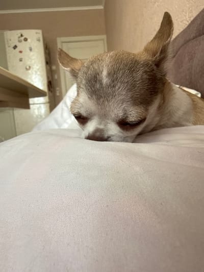 A chihuahua dog is resting its head on a light-colored surface, likely a pillow or blanket. The dog's eyes are partially closed, and its ears are perked up. In the background, a refrigerator with magnets on it and a doorway are visible, suggesting an indoor setting in a residential area. The image was taken in Tambov, Russia.