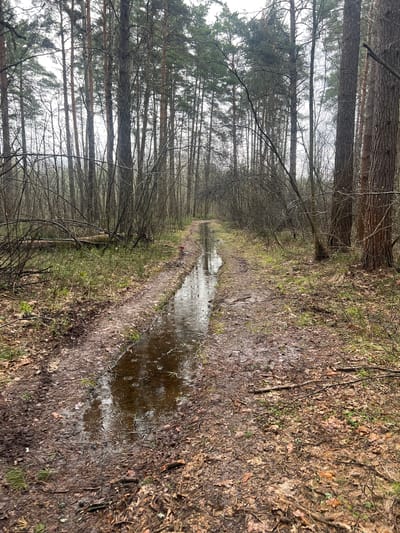 The image displays a muddy forest path, likely in Nazar'evo, Russia, lined on both sides by tall, slender trees. The path is unpaved and heavily saturated with water, forming a long, reflective puddle down its center. Numerous small ripples on the water's surface suggest that it is actively raining or has just stopped.
The trees are primarily deciduous, with many bare branches, while some evergreen trees are visible further back within the forest. The ground adjacent to the path is covered with damp, fallen brown leaves, dark soil, and sparse patches of green undergrowth. The sky is overcast, providing a soft, diffused light to the scene. There are no people, animals, or man-made objects visible, contributing to a serene and solitary atmosphere. No visible text is present in the image.