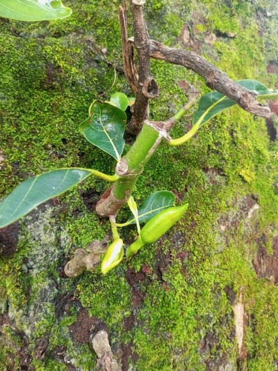 The image provides a close-up, high-angle view of vibrant plant growth set against a backdrop of a dense, emerald-green moss covering what appears to be a tree trunk or rock face. In the foreground, a robust, light green stem extends from a thicker, more established brown base. Several fresh, young leaves unfurl from this stem, exhibiting clear vein patterns and a slightly glossy texture.

Emerging from the lower part of the main stem are two developing fruit buds. One is a larger, elongated, closed green bud, while the other, positioned slightly to its left, is smaller and partially open, revealing a pale yellow, fleshy interior. These buds suggest the early stages of fruit formation, potentially indicative of young jackfruits. Adjacent to this new growth, an older, gnarled, and dry dark brown branch is visible, appearing to have been broken or pruned.

The overall scene suggests a humid, lush environment, characteristic of areas like Mahabaleshwar. The lighting is soft and diffused, indicating daytime, possibly under overcast conditions or in a shaded area, which allows the rich greens of the moss and leaves to stand out vividly. There is no visible text or identifiable human activity.