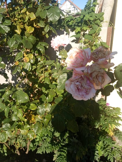 A cluster of light pink roses, some in bloom and others wilting, are the central focus of this outdoor photograph. The roses are positioned on a rose bush with green leaves, some of which show signs of yellowing and spots, suggesting potential disease or nutrient deficiency. The rose bush is growing against a light-colored wall and appears to be supported by a rustic metal structure or trellis.

In the background, a building with a white facade and a dark roof can be seen, along with a section of blue sky. To the left of the rose bush, another plant with large, dark green leaves is visible, casting shadows on the wall. To the right of the roses, more green foliage is present, with a small purple flower peeking out.

The scene suggests a garden setting, likely in a residential area, given the proximity of the building. The lighting indicates it is daytime, with the sun casting distinct shadows. The image was taken in the city of Lymanka, Ukraine.