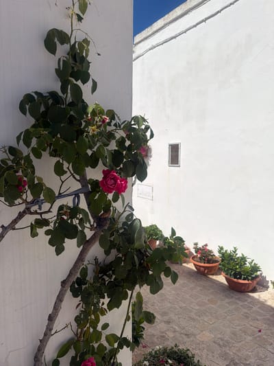 This image depicts a sun-drenched alleyway in Alberobello, Italy, characterized by traditional whitewashed buildings. A climbing rose bush with vibrant pink blooms and green leaves is prominently featured against a stark white wall on the left side of the frame. The rose bush is partially supported by a blue tie. The ground is paved with light-colored cobblestones, and several terracotta pots containing various plants are arranged along the right side of the alley, leading into the distance. In the background, a small, rectangular window is set into the whitewashed wall, and a subtle shadow pattern is cast across the cobblestones, indicating the time of day. The sky is a clear, bright blue.