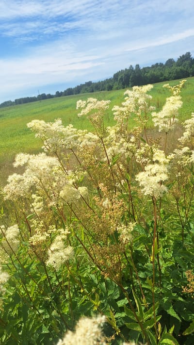 The image captures a natural scene with a focus on flowering plants in the foreground. Tall, feathery white blossoms dominate the right side of the frame, interspersed with green foliage and slender brown stems. The plants are dense, creating a sense of lushness. In the background, a vibrant green field stretches horizontally, bordered by a dark line of trees. Beyond the field, a bright blue sky with wispy white clouds occupies the upper left portion of the image, suggesting a clear day. The perspective is low, looking upwards slightly towards the sky and across the field. The lighting suggests it is daytime, likely sunny given the brightness of the sky and the saturation of the colors. The overall mood is serene and natural, evoking a sense of a peaceful rural or meadow setting. There is no visible text in the image.