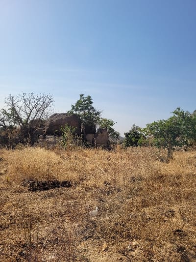 The image depicts an arid, open landscape, likely located in Shen, Nigeria, under a clear, pale blue sky. The foreground and midground are dominated by extensive patches of dry, light brown and tan vegetation, consistent with dead grass or shrubs. A small, crumpled white plastic object is visible amidst the dry vegetation in the lower-right quadrant. In the background, several large, dark grey-brown rock formations are clustered. Various trees are present; some are deciduous with bare, intricate branches, while others have green foliage, indicating differing species or stages of growth. No individuals or man-made structures are prominently visible beyond the potential plastic litter. The overall scene suggests a dry season environment.