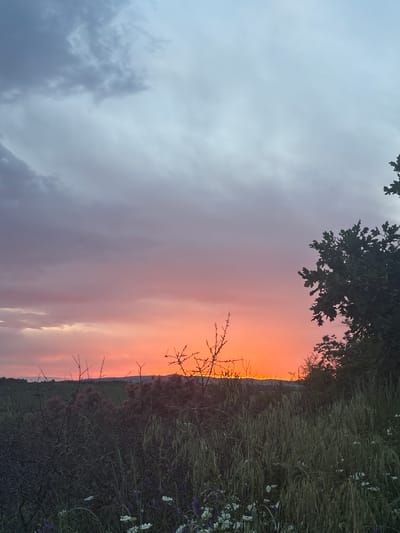The image captures a landscape near Krivodol, Bulgaria, at sunset. The sky transitions from gray and purple to orange. Vegetation including grass and flowers line the horizon. A tree is visible at the top.
