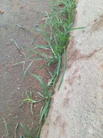 The image shows a close-up view of grass growing at the edge of a concrete surface. The ground on the left is composed of soil and small pebbles. The grass is green and appears to be growing in clumps, with some blades longer than others. The concrete surface on the right is textured and appears weathered. The scene is located in the city of Zinna, Nigeria.