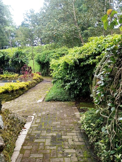 This image depicts a tranquil outdoor garden or park pathway, likely located in Bijanwada, India. The main subject is a winding pathway constructed from rectangular bricks laid in a herringbone pattern, which shows signs of weathering and is partially covered with moss and scattered leaves.
To the left of the path, a raised border features vibrant yellow-green ground cover plants, followed by ornamental shrubs with striking dark red and purple foliage. Further left and partially obscured by greenery, a sign is visible with the text "Ta..." and "LIAN". The path curves gently, leading towards a more densely vegetated area with tall trees in the background, suggesting a verdant, possibly hilly landscape.
On the right side of the pathway, lush, thick green bushes and vines create a natural archway or tunnel, with a patch of short, dark green ground cover at their base. Further to the right, a woody vine with distinct leaves climbs upwards, forming part of a dense green wall. A hint of a wooden bench can be discerned through the foliage in the middle distance.
The scene is devoid of people, contributing to a serene and peaceful atmosphere. The lighting is soft and diffused, characteristic of an overcast day or early morning/late afternoon, which enhances the rich greens of the abundant vegetation. The overall impression is one of a well-maintained natural space, inviting quiet contemplation.