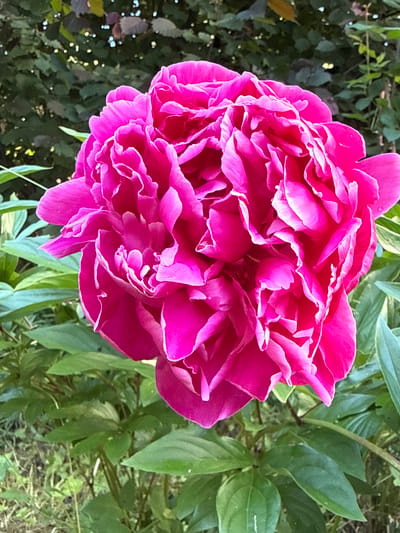 A close-up, vertical shot features a vibrant pink peony flower in full bloom. The flower is large and densely packed with ruffled petals, with some petals having lighter pink edges. It is positioned centrally in the frame, with its head tilted slightly upwards. Surrounding the peony are lush green leaves and stems, some of which are in sharp focus while others are blurred in the background. The background is a soft blur of dark green foliage and hints of dappled sunlight. There is no indication of Luch, Russia in the image.