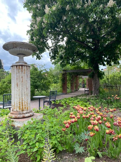 The image depicts a garden in Uppsala, Sweden. In the foreground stands a weathered, white-painted concrete urn on a fluted column, surrounded by vibrant greenery and purple flowering plants. To the right, a bed of reddish-yellow tulips stretches along a garden path. The path leads towards a brick pergola, under which black metal benches and tables are arranged. A large tree with white blossoms dominates the left side of the frame, partially obscuring the sky. The sky is overcast.
