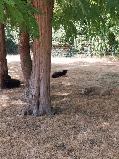 The image shows a pastoral scene in the city of Franconville, France, featuring three sheep resting on a dry, grassy field beneath the shade of trees. Two of the sheep are dark-colored and appear to be lying down near the base of a large tree in the foreground. The third sheep is light-colored and lies further away from the trees, facing to the left with its eyes closed, indicating it is asleep or resting. The ground is covered with dry, straw-like grass, suggesting a warm, possibly summer season. The background consists of dense green foliage and a wire fence, hinting at a park or open rural area within the city. The overall atmosphere is tranquil and natural.