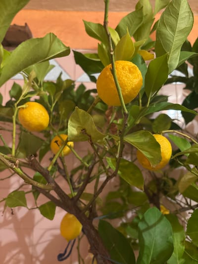 The image shows a lemon tree with several ripe lemons hanging from its branches. The leaves are green and appear healthy. The background consists of a wall with a tile pattern. There's no information to suggest the photo was taken in Dobrovnitsa, Bulgaria. The image provides no information about people, actions, or interactions.