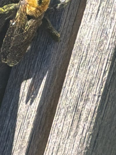 This is a close-up, overhead shot of a dead bee on a wooden surface. The bee is positioned on the left side of the frame, with its body extending diagonally across the image. The bee appears to be a bumblebee, with its fuzzy, yellow and black body clearly visible. Its wings are spread out, and its legs are tangled. The wooden surface beneath the bee is made of rough, weathered planks, with visible wood grain and lines. Sunlight casts a shadow of the bee onto the wood, creating a stark contrast between light and dark areas. The image suggests the bee may have died outdoors, perhaps on a deck or a wooden railing. The lighting indicates it is daytime, and the sharp shadows suggest bright sunlight. There is no visible text in the image.