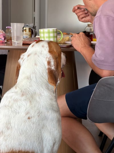In Publier, France, a man in a purple t-shirt and dark blue shorts is seated at a wooden table, eating. A white dog with brown markings, seen from behind, is positioned in the foreground, looking towards the man and the table. On the table, there are several items including a clear glass, jars of food, and a green and white checkered mug. The scene appears to be indoors, possibly in a dining area.