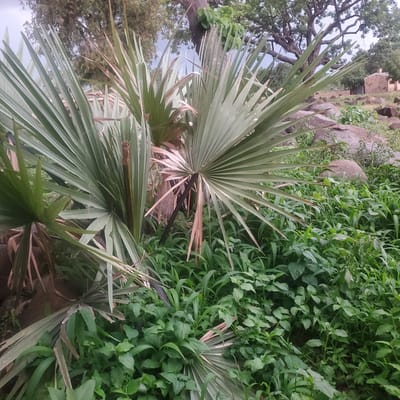 This media file captures a close-up, vertically oriented view of palm fronds against a backdrop of lush green foliage. The palm fronds are a dominant subject, showcasing their characteristic fan-like shape and long, slender leaves. Some fronds are a vibrant green, while others are transitioning to a dry, papery brown, suggesting a natural cycle of growth and decay.

The setting appears to be outdoors, with a dense growth of various green plants behind the palm. The plants are varied in size and leaf shape, creating a textured and vibrant green wall. Scattered amongst the greenery are large, greyish-brown rocks, adding to the natural and somewhat rugged feel of the environment. In the upper left corner, the gnarled branches of a larger tree are visible, with its leaves providing a darker green contrast to the lighter foliage below. The sky is overcast and appears light blue.

There are no people or distinct objects visible in the frame, focusing entirely on the natural elements of the scene. The lighting suggests it could be daytime, with diffused light indicating either an overcast sky or possibly early morning or late afternoon. There are no visible signs of human activity or any text. The overall impression is one of a wild, verdant natural landscape, likely in a tropical or subtropical region. The location context of Ribina East, Nigeria, suggests a rural or semi-rural setting where such vegetation would be common.