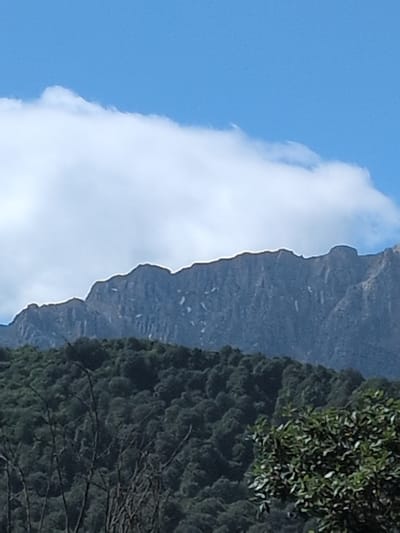 A wide shot captures a mountainous landscape under a bright blue sky with a large white cloud. The foreground is dominated by dark green, dense foliage, with some bare, dark branches visible in the lower left. Behind the trees, a rugged mountain range rises, its rocky slopes displaying patches of white, possibly snow or light-colored rock. The mountain's silhouette is jagged and uneven against the sky. The scene appears to be a natural, undeveloped environment.