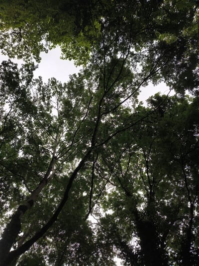 A low-angle, full shot captures a dense canopy of dark green foliage against a bright, overcast sky. The leaves of numerous trees, silhouetted and backlit, create a textured ceiling overhead. The sky, a pale white, is visible in patches through the branches and leaves, suggesting an open area within the forest or a break in the tree line. The image is dominated by the organic forms of branches and leaves, with the trunks of trees appearing as dark vertical lines in the foreground and mid-ground. The overall impression is one of being deep within a woodland, looking directly upwards.