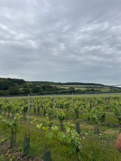 The image depicts a vineyard with rows of grapevines stretching into the distance. The vines are lush and green, with protective netting around the base of some plants. The ground between the rows is covered in grass and some small white flowers. In the background, there is a rolling landscape with trees and fields, and a distant building with a red roof. The sky is overcast with gray clouds. The image appears to have been taken on an early afternoon in the summer, given the greenery and lighting. The location context suggests this is a vineyard in Canterbury, United Kingdom. There are no people or animals clearly visible in the image, and no text is present. The scene evokes a sense of rural tranquility and agricultural abundance.