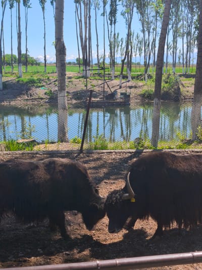 The image shows two black yaks facing each other near a body of water, possibly a pond or small lake, at a location identified as Kenbulun, Kyrgyzstan. The yaks are in the foreground, behind a low fence. The water reflects the surrounding environment, including tall, thin trees that line the water's edge. In the background, beyond the water, is a green field and a distant mountain range.
