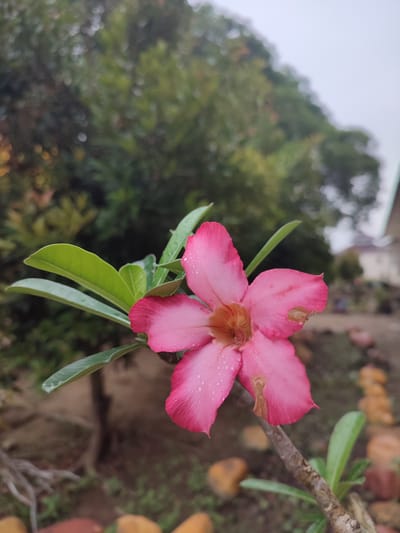 A close-up, low-angle shot focuses on a single pink adenium flower with five petals, some of which show signs of damage. Water droplets are visible on the petals and green leaves. The flower is positioned in the foreground, slightly to the right of center, with its stem extending diagonally downwards.
In the background, out of focus, is lush green foliage, suggesting an outdoor environment. To the right, a blurry residential structure with a light-colored roof is partially visible. The ground appears to be covered with soil and scattered with smooth, rounded stones of varying earthy tones. The overall scene suggests a garden or a yard. The image was taken in Blangriek, Indonesia.