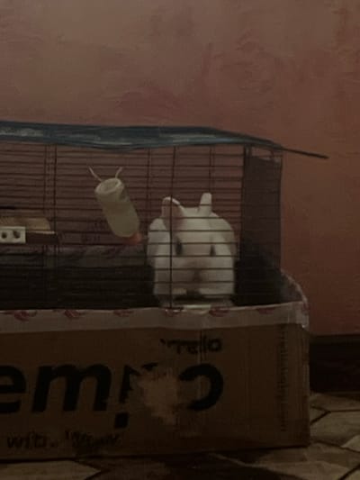 This media file depicts a rabbit in a cage, likely in a domestic setting in Zviahel, Ukraine. The rabbit, primarily white in color, is positioned towards the back of the cage, with its head visible. A water bottle dispenser is attached to the cage bars, with its spout near the rabbit. The cage itself appears to be made of black metal bars and has a blue tarp draped over part of it.
To the right of the cage, a cardboard box is visible, standing upright. The box has some text printed vertically on its side, including what appears to be the letter "C" and some other smudged or illegible characters. Another piece of packaging, possibly plastic, is also partially visible between the cage and the box.
The background consists of a textured wall, appearing to be a muted pink or reddish-brown color. The lighting suggests an indoor environment, possibly during the daytime, though the overall scene is dimly lit, creating a slightly shadowed atmosphere. The focus of the image is the rabbit and its immediate enclosure, with the surrounding objects providing context to the scene. There are no people visible in the media.