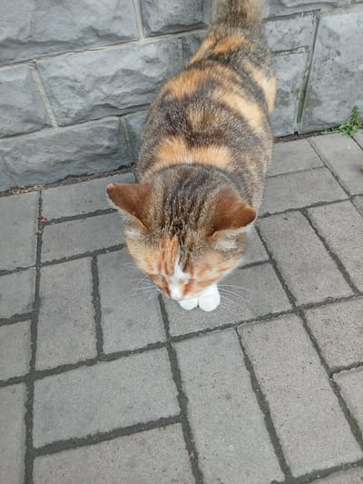 A calico cat is standing on a paved walkway next to a stone wall. The cat has patches of orange, black, and white fur. Its eyes are closed, and its paws are tucked underneath its body. The stone wall is made of large, gray rectangular blocks. The walkway is made of gray rectangular pavers. The scene is outdoors, and it appears to be daytime. The location is the city of Biloziria, Ukraine.
