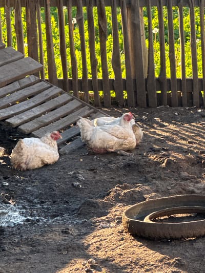 The media file shows two chickens on a rough, dark surface, possibly dirt or mud, in what appears to be an outdoor enclosure. To the left of the chickens, there is a wooden structure composed of horizontal planks, with bright green foliage visible through the gaps. This suggests the presence of vegetation and possibly a rural setting. The sunlight casts long shadows across the ground, indicating it is either early morning or late afternoon. The chickens are white and fluffy, with red combs on their heads. One chicken is positioned slightly higher than the other and appears to be resting or huddled. The other chicken is looking upwards. In the upper right corner of the image, a portion of a dark, round object, likely a tire, is visible. The overall scene is rustic and appears to be a farmyard or similar outdoor area in Starokhalilovo, Russia. There is no visible text.