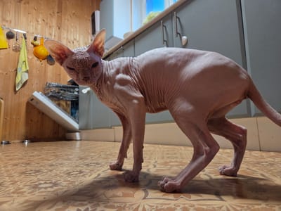 An emaciated, pink-skinned Sphynx cat stands on a patterned tile floor in what appears to be a kitchen or utility room. The cat is facing left with its head turned towards the camera, its large ears erect and its wrinkled skin prominently visible. Its body is lean and muscular, with visible bone structure. In the background, a wooden wall with various kitchen utensils hangs on a rack is to the left. A white appliance, possibly a dishwasher, is open to the left of the cat. The background also includes grey kitchen cabinets and a window with blue sky visible. The overall environment suggests an indoor domestic setting.