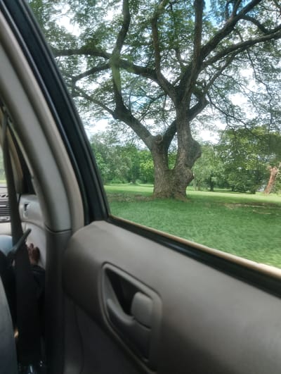 The image captures a view from inside a moving vehicle looking out the side window. The foreground is dominated by the interior of the car, including a portion of the door panel with a handle and a seat. A person's feet, wearing dark footwear, are visible on the left side, suggesting they are a passenger.
The scene outside the car is a lush, green park or natural area with large trees. The most prominent tree is a massive, old tree with a thick, gnarled trunk and sprawling branches that extend across a significant portion of the frame. The ground is covered in well-maintained green grass. The sky appears bright, suggesting it is daytime, likely under partly cloudy or hazy conditions. The movement of the car causes a slight blur in the background, indicating the activity of travel. The setting is outdoors in a park-like environment, possibly in Iju, Nigeria, as indicated by the location context, characterized by dense foliage and expansive grassy areas. There is no visible text in the image.