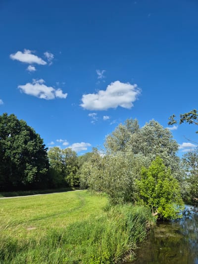 A bright, sunny day with a clear blue sky dotted with fluffy white clouds is depicted. The scene overlooks a grassy field with a winding path. To the right of the field, a calm body of water reflects the sky and surrounding trees. The shoreline is lined with tall green grass and lush trees. In the background, a dense forest of various trees with green and silvery foliage creates a natural backdrop. The image captures a serene natural landscape, possibly a park or nature area within the city of Landshut, Germany. There are no people or animals visible in the image.