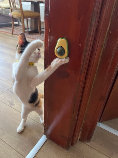 A calico cat with a yellow collar stands on its hind legs and reaches out with its right paw towards a green and yellow avocado-shaped toy. The toy is attached to a wooden door frame. The cat's body is mostly white with patches of black and orange fur on its back and tail. Its left paw is raised in the air, and its head is tilted slightly to the right. The door frame is a dark reddish-brown color with visible wood grain. The floor is made of light-colored laminate. In the background, a wooden chair and a table are visible, along with part of a radiator. The image appears to be taken indoors, likely in a residential setting. There is no information about the location being Ümraniye, Turkey.