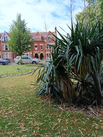 The image depicts a street scene in Bedford, United Kingdom, with a row of red brick buildings in the background. A silver SUV is parked on the street, and a black car is partially visible behind it. The foreground is dominated by a lush green lawn scattered with fallen leaves, suggesting an autumn or late summer setting. A large, spiky plant with long green leaves is prominently featured in the right-hand side of the image, partially obscuring the view of the buildings and street.
The buildings appear to be residential properties, characterized by their red brick construction, multiple windows, and pitched roofs with dormers. One building features arched doorways, adding an architectural detail. A mature tree with green foliage stands between the buildings and the street. The sky above is partly cloudy with patches of blue.
There is no discernible activity or event taking place, as the scene appears to be a static view of a street and its surroundings. The time of day seems to be daytime, given the natural lighting. The weather appears to be mild, with the presence of both green grass and fallen leaves. The location is identified as Bedford, United Kingdom, based on the provided context. No visible text is present in the image. The overall impression is one of a quiet residential street with autumnal characteristics.